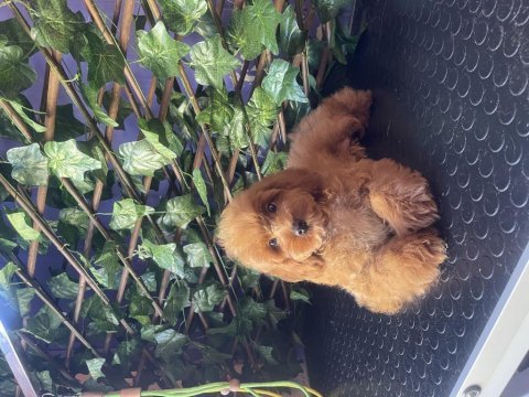 Poodle yavrumuz