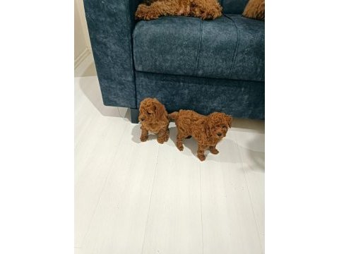 2 aylik erkek irk garantili poodle