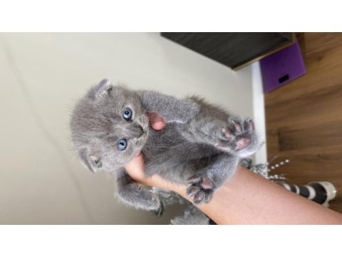 Orijinal ırk scottish fold