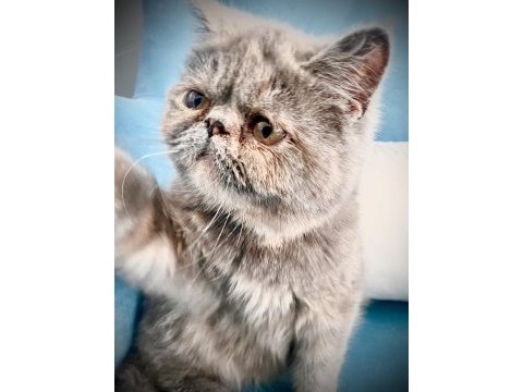 Exotic shorthair ücretsiz sahiplendirilecektir