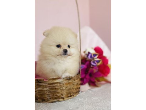 Ayı surat pomeranian yavrular