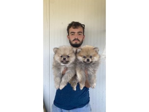 A kalite pomeranıan boo yavruları