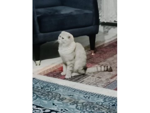 Sahiplendirilecek 1 yaşında kedimiz