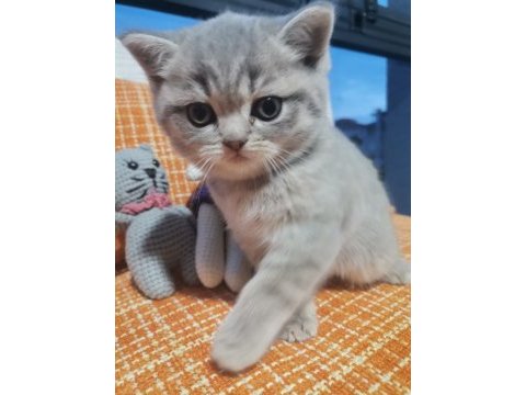 British shorthair dişi yavru