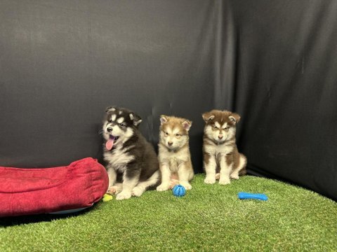Kutuplardan gelen güzellik alaskan malamute yavruları