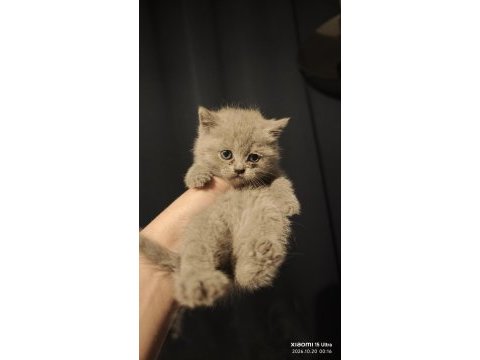 1.5 aylık british shorthair fıstıklar