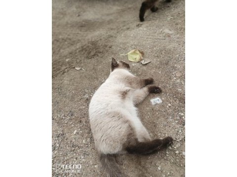 Bir çift kedimiz aşık kumrular