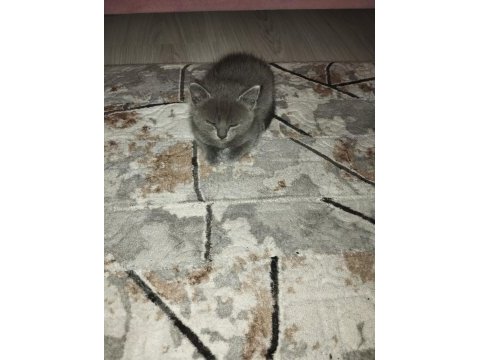 Sahiplendirilecek scottish fold kedisi