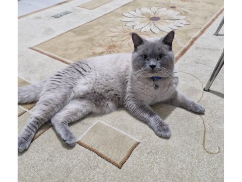 British shorthair bende buradayım evimi arıyorum