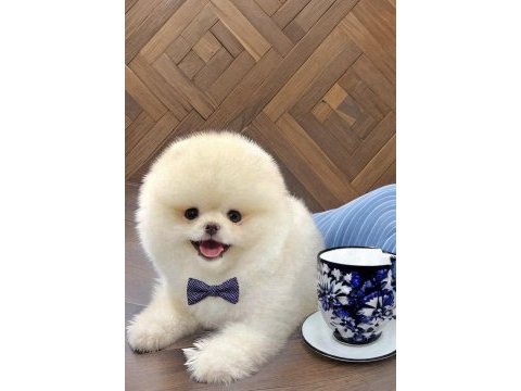 Beyaz erkek orjinal pomeranian ırk garantili gel gör al
