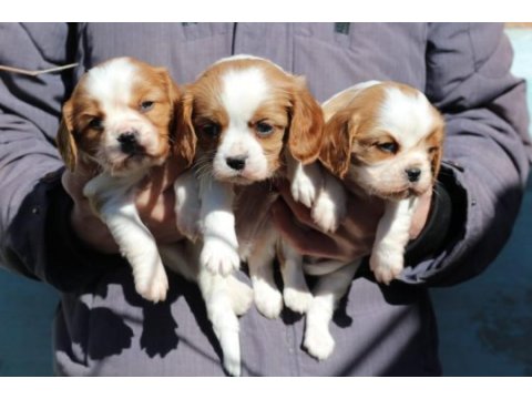 Cavalier king charles dişi ve erkek köpekler