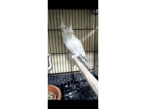 Çift sultan papağanları