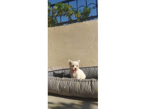 Teslime hazır maltese terrier yavrular