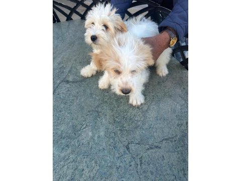 Terrier güzel yavrularımız