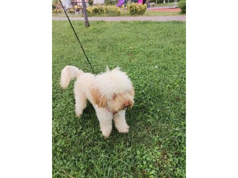 Sahiplendirilecek toy poodle