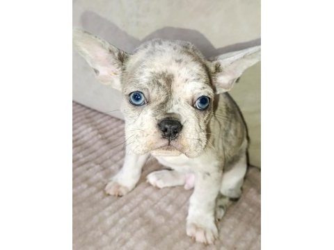 French bulldog yavrularımız ırk garantilidir a kalite