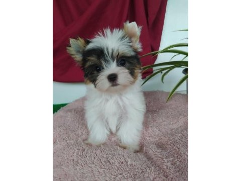 Biweryork terrier