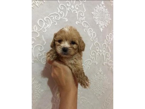 Ev doğumlu ırk sağlık garantili maltipoo bebek