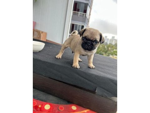 Pug mops kaliteli son yavrularım