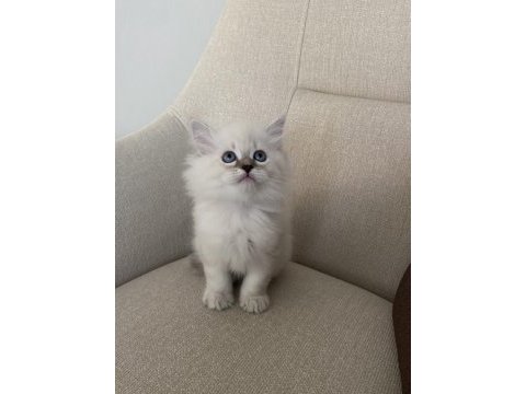 Mavi gözlü british longhair
