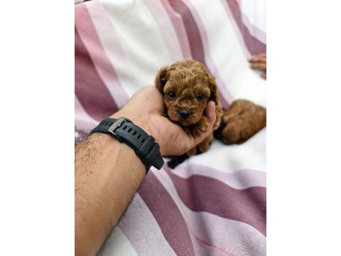 Teacup bebeklerimiz ırk ve sağlık garantili