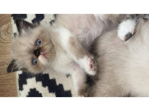 İran persian blue point