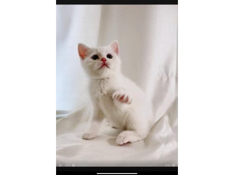 Şişman ve enerjik sevimli beyaz british shorthair