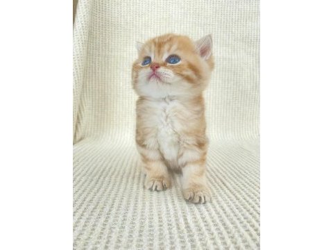 By22 erkek yavru safkan british shorthair