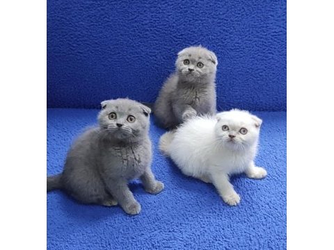 İstanbul içi 7/24 adrese teslim scottish fold ponçikler