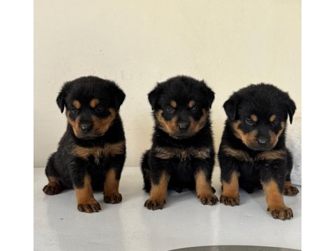 A kalite rottweiler bebekler