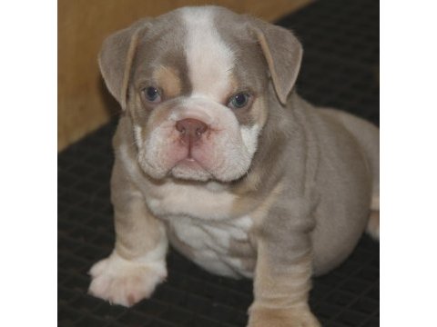 Kalitesi ortada bulldog yavrularımızın