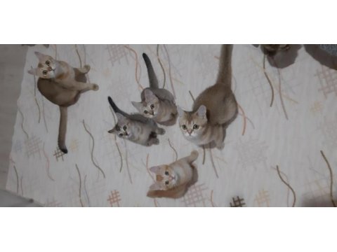 British shorthair yavrularımız