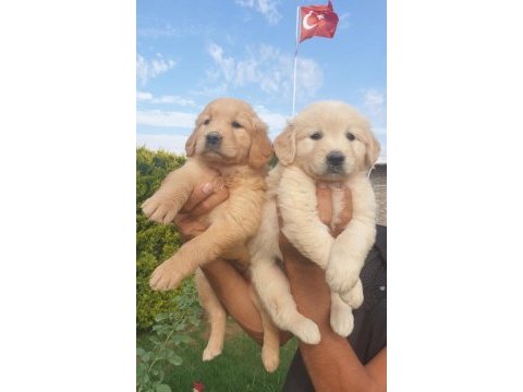 Sevimli golden retriever