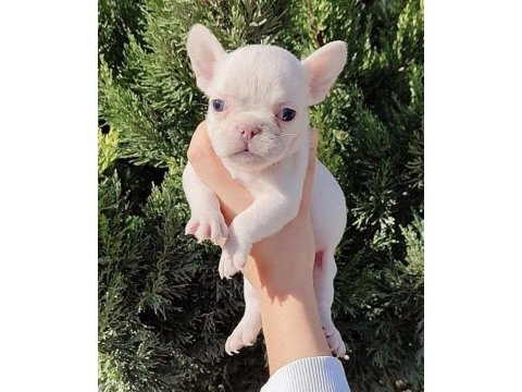 Egzotik french bulldog yavrular