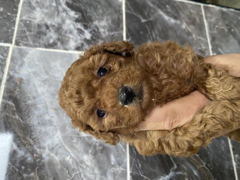 Orjinal toy poodle yavrular