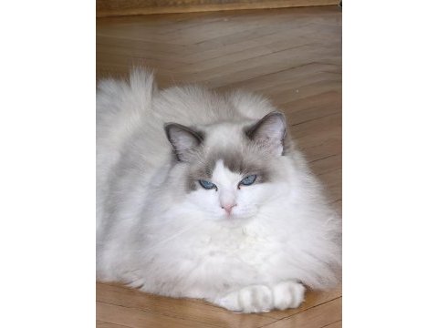 Secereli ragdoll yavrulari