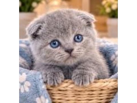 Mavi gözlü blue point scottish fold yavrular