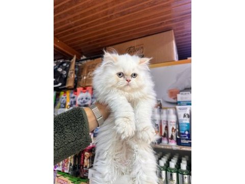 Egzotik iran kedisi yavrularımız