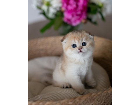 Yuvarlak hatlı golden scottish fold