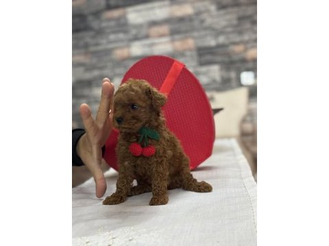 Toy poodle yavrusu tarçın rengi ve 2 kilo kalıyor