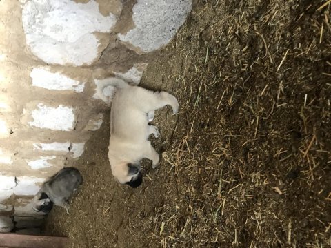 Orjinal güdük kangal yavruları