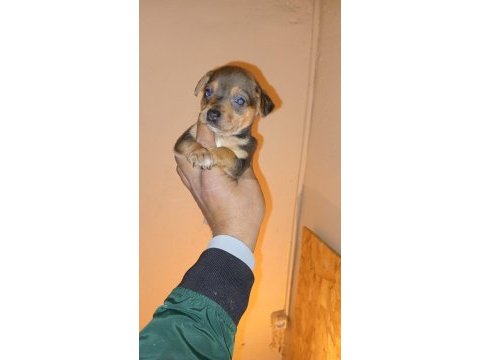 Pinscher yavrumuz