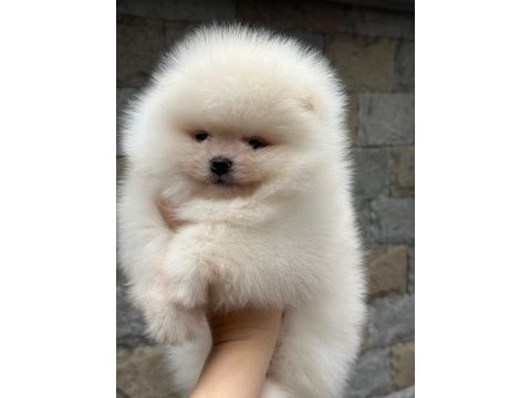 Pomeranian yavrularıma aile arıyoruz