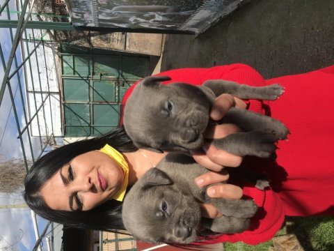Dev mavi gözlü cane corso yavrularımız
