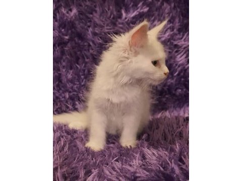 Maine coon yavrularımız