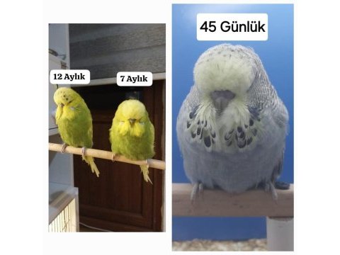 Show jumbo muhabbet kuşu erkekler