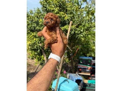 Teacup kore poodle bebekler aşılı eğitimli 