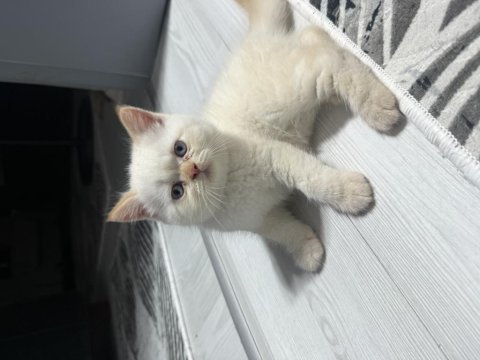 British longhair kedimiz oyun oynamayı çok sever