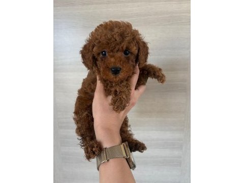 Dişi ve erkek kore korekan poodle yavrularım