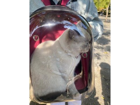British shorthair sütlacımıza yuva arıyoruz
